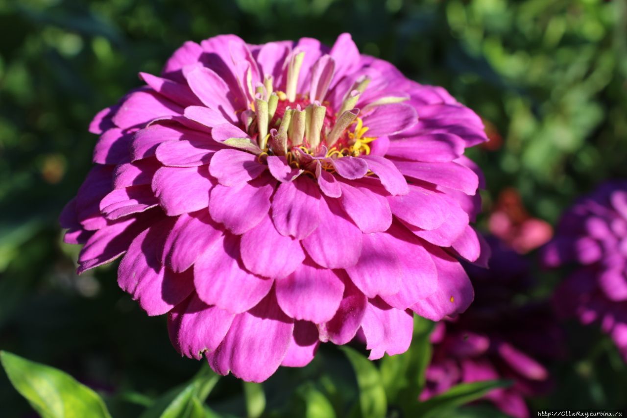 А как вам сиреневые циннии? По-моему отличный выбор для сада.