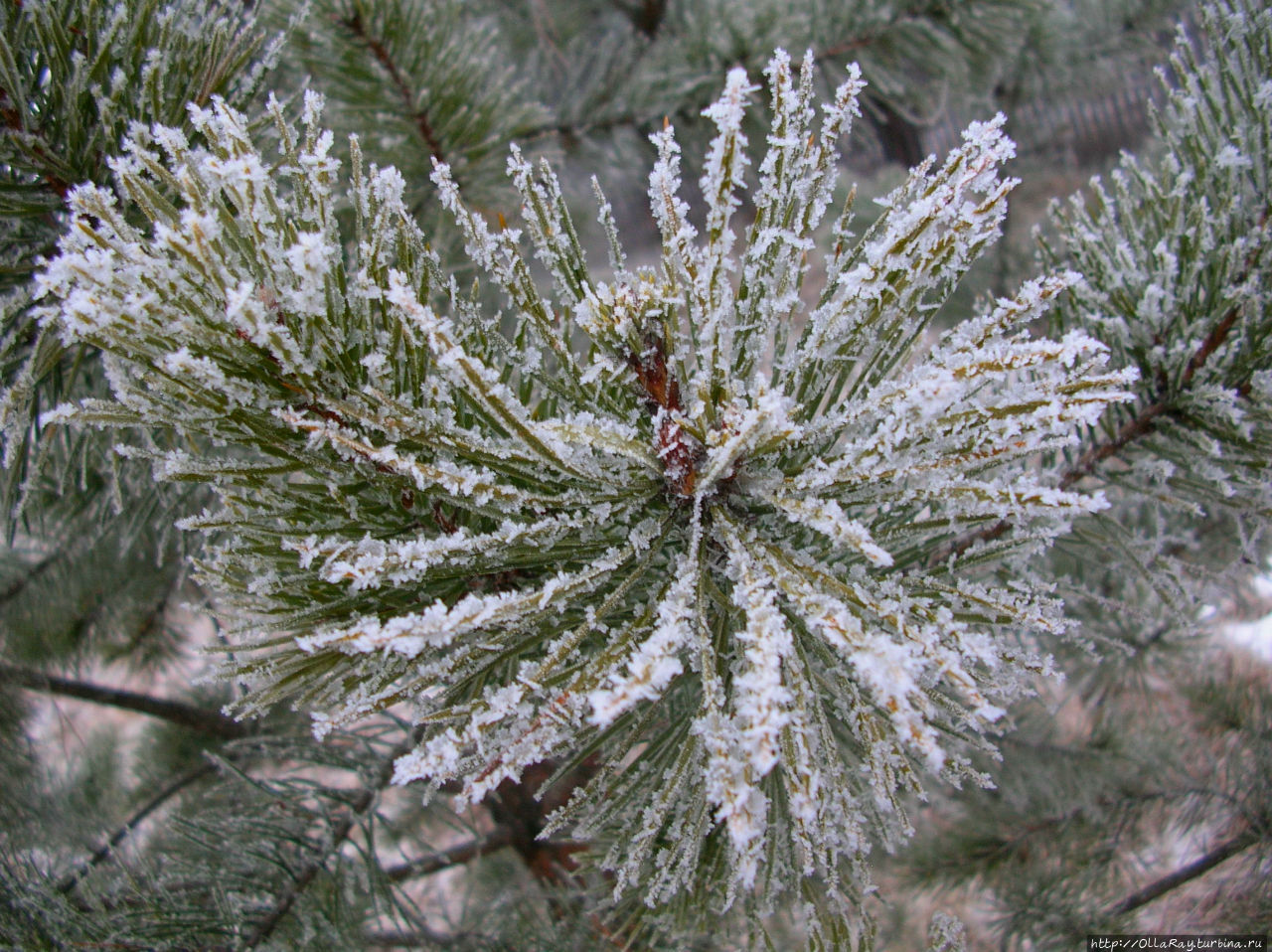 Поскольку здесь всегда высокая влажность, то при резком похолодании растения инкрустируются льдом. Шуя, Россия