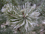 Поскольку здесь всегда высокая влажность, то при резком похолодании растения инкрустируются льдом.