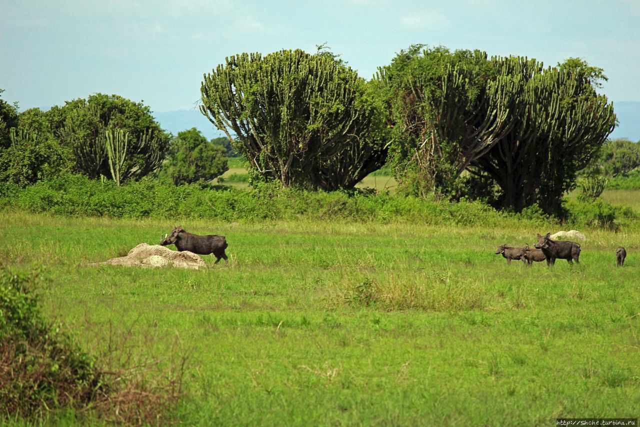 Львица на кактусе, или сафари по парку Королевы Елизаветы Королевы Елизаветы Национальный Парк, Уганда