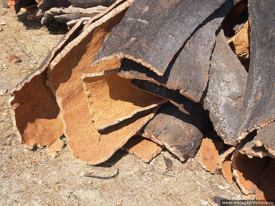 Пробковая фабрика в Ронде Ронда, Испания