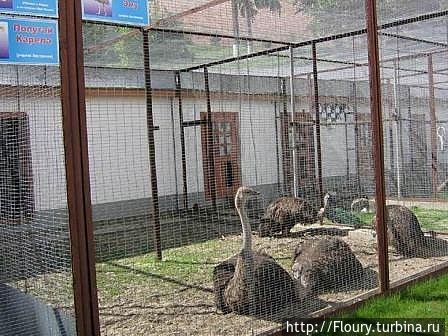 Нас страусам показывали