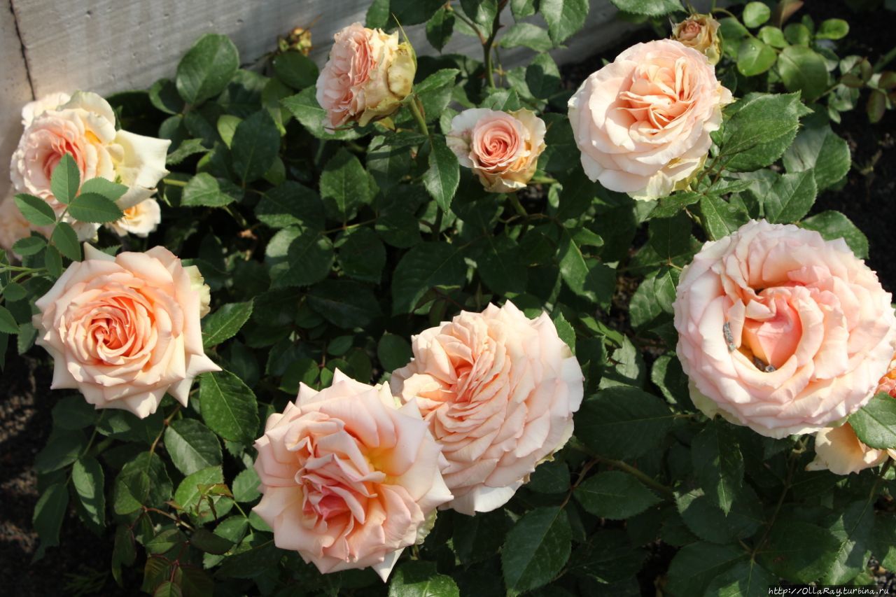 Мой московский двор...