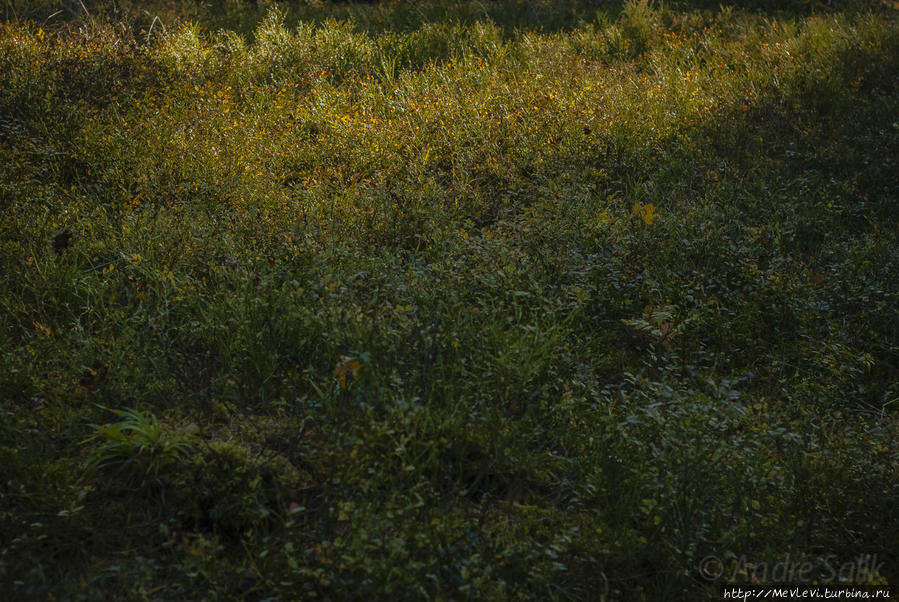 Прогулка в осеннем Лиелупе Юрмала, Латвия