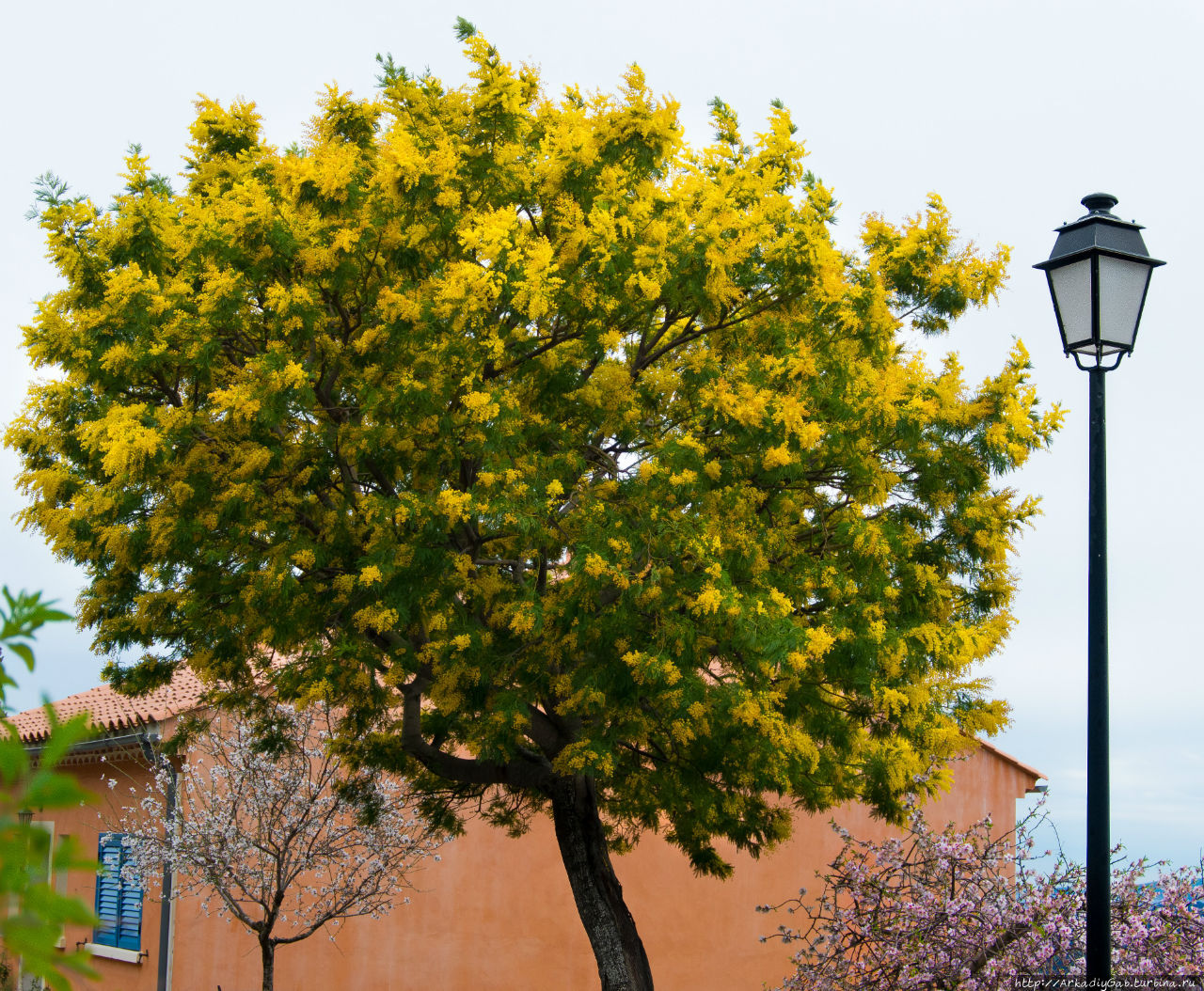 серебристая акация абхазия. серебристая акация абхазия. дерево мимозы фото. мимоза дерево. мимоза цветет в абхазии.