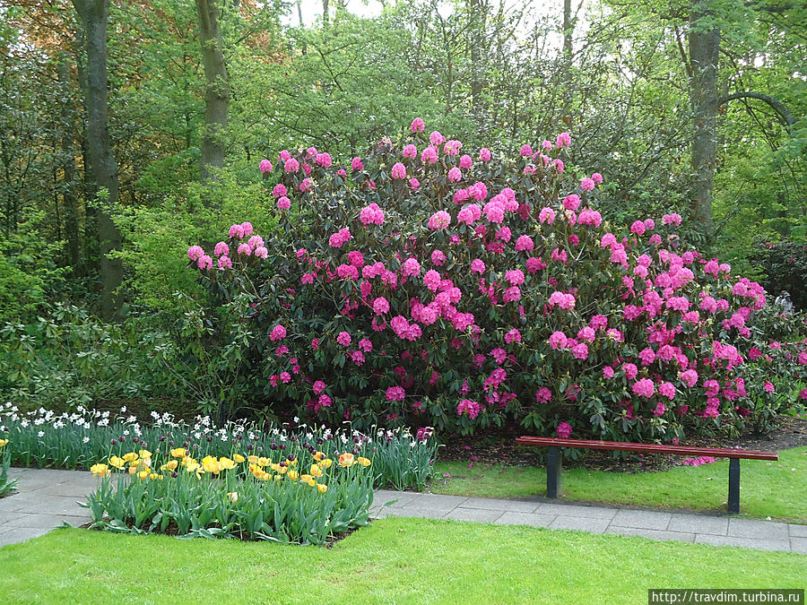 Цветочный рай для милых дам Кёкенхоф, Нидерланды