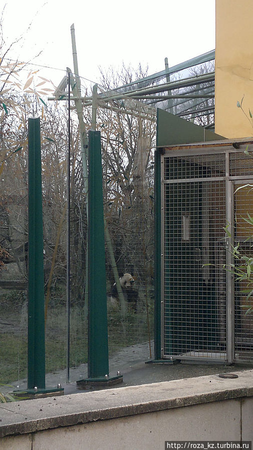 мишка в ожидании завершения уборки в его доме
если бы я знала, что личико он, как Гульчатай) не показывает, я бы постаралась приблизить изображение и сделать фото покрупнее