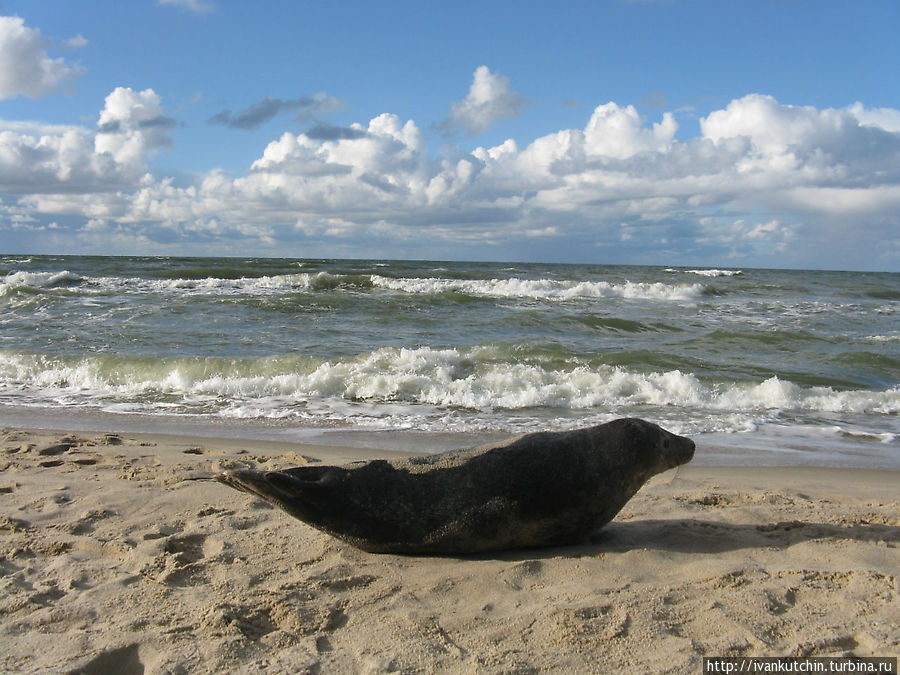 Тюлень здоров и ни в чем не нуждается, он просто тут живет Зеленоградск, Россия