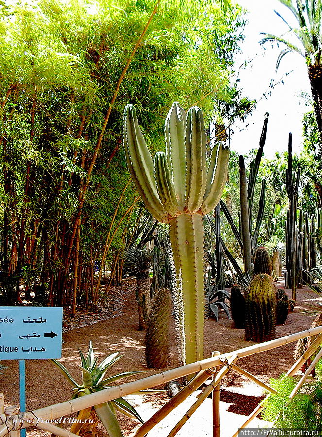 Марокко — сад Мажорель Марракеш, Марокко