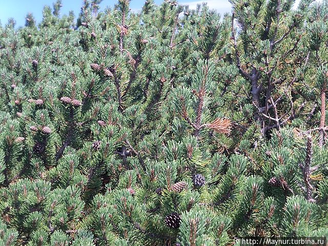 Стланник ближе к вершине перевала.