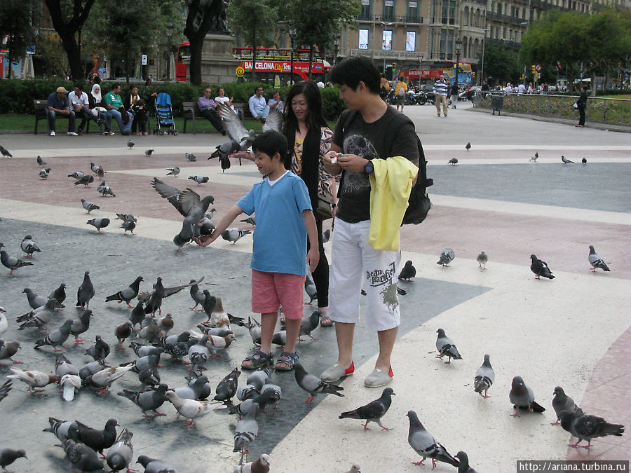 На Площади Каталонии ручные голуби Барселона, Испания
