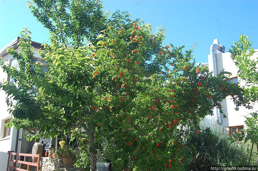 Омодос Омодос, Кипр