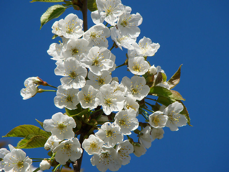 Моя сакура Москва, Россия