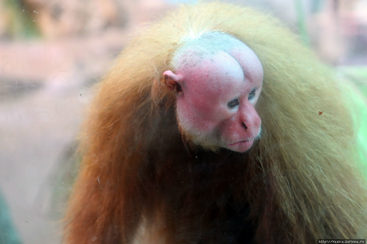 Зоопарк Лимы Лима, Перу