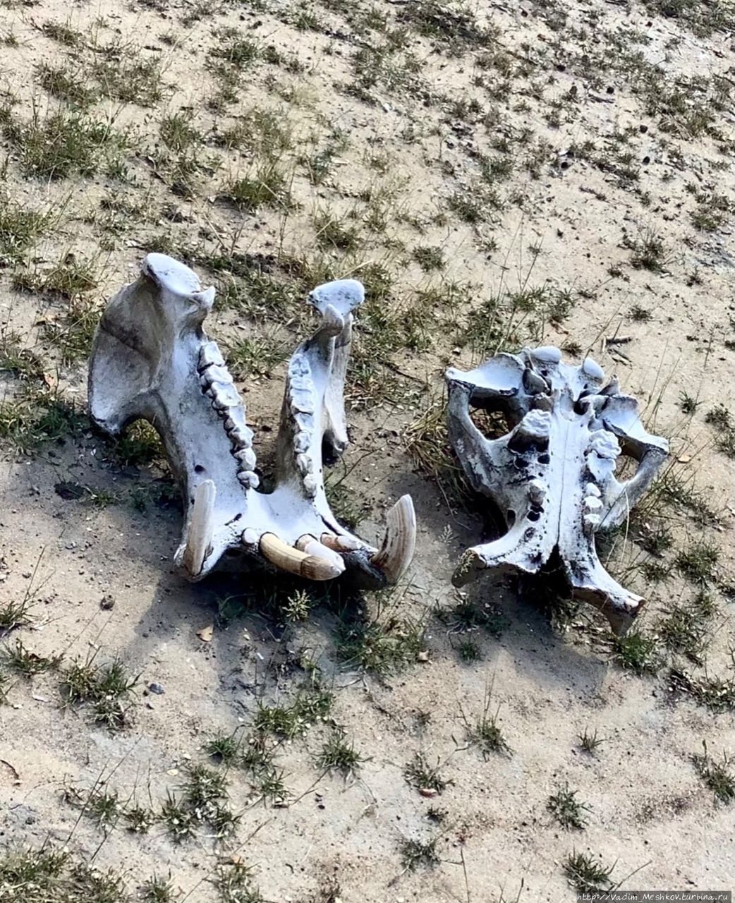 Кости бегемота в саванне Заказник Селус, Танзания