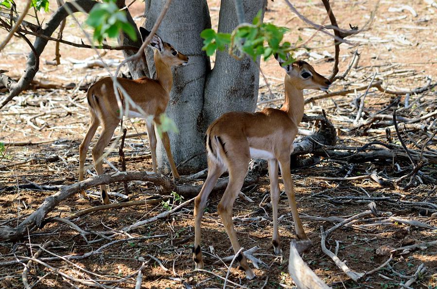 Малыши :) Национальный парк Чобе, Ботсвана