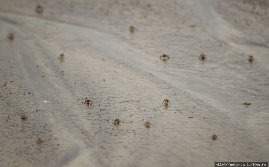 Нашлись художники. При мелейшем движении они прятались в свои дырочки-норки в песке. Удалось догнать их лишь телевиком) Бако Национальный Парк, Малайзия