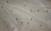 Нашлись художники. При мелейшем движении они прятались в свои дырочки-норки в песке. Удалось догнать их лишь телевиком)