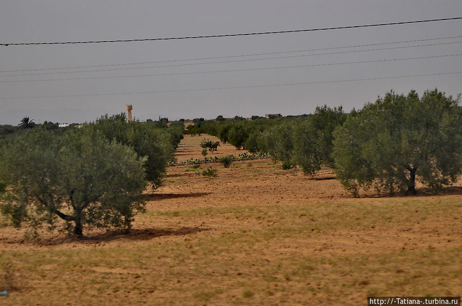 Миллионы оливковых деревьев Тунис