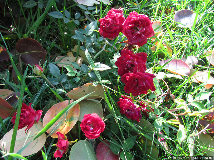 Теплое настроение Харьковская область, Украина