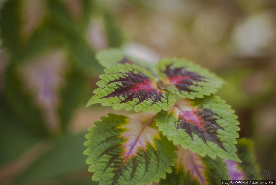 В Ботаническом саду Рига, Латвия