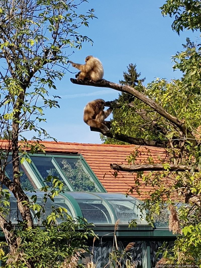 Вена 2019 — Зоопарк Вена, Австрия