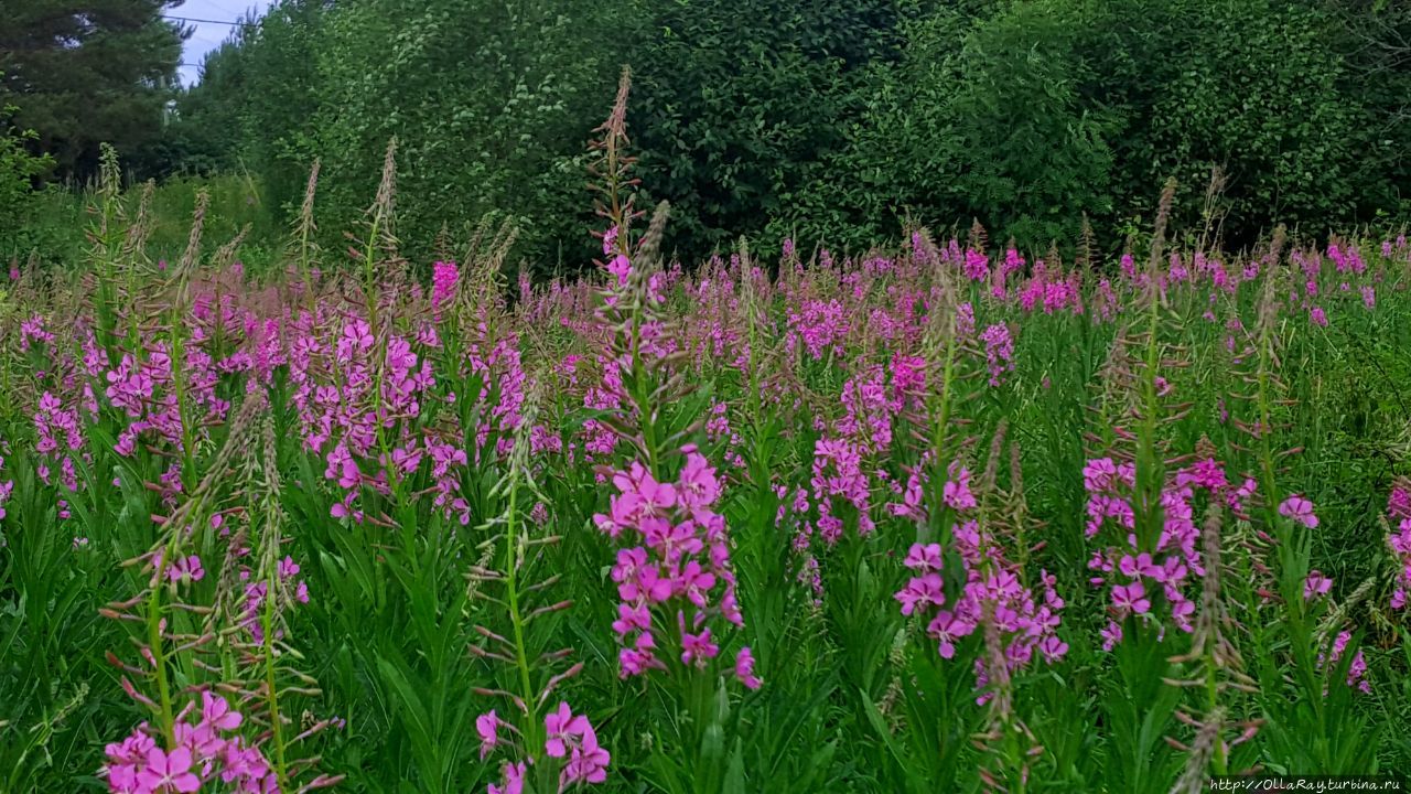 Иван-чаем, наверное, никого не удивишь. Другой раз и не замечаешь его бурного цветения. Даже в Карелии, где  природа разнообразием цветущих не балует особо. Но зато здесь кипрей собирают и делают замечательный травяной чай, который уже выиграл не одну медаль на разных выставках. Я люблю карельский иван-чай с молодыми сосновыми шишечками. Очень ароматно и вкусно!