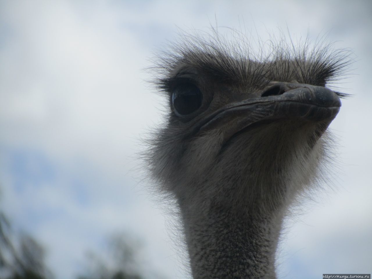 Страусиная ферма Safari Ostrich Show Farm Оудсхорн, ЮАР