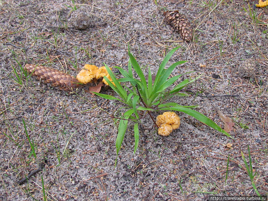 Микельторнис Латвия