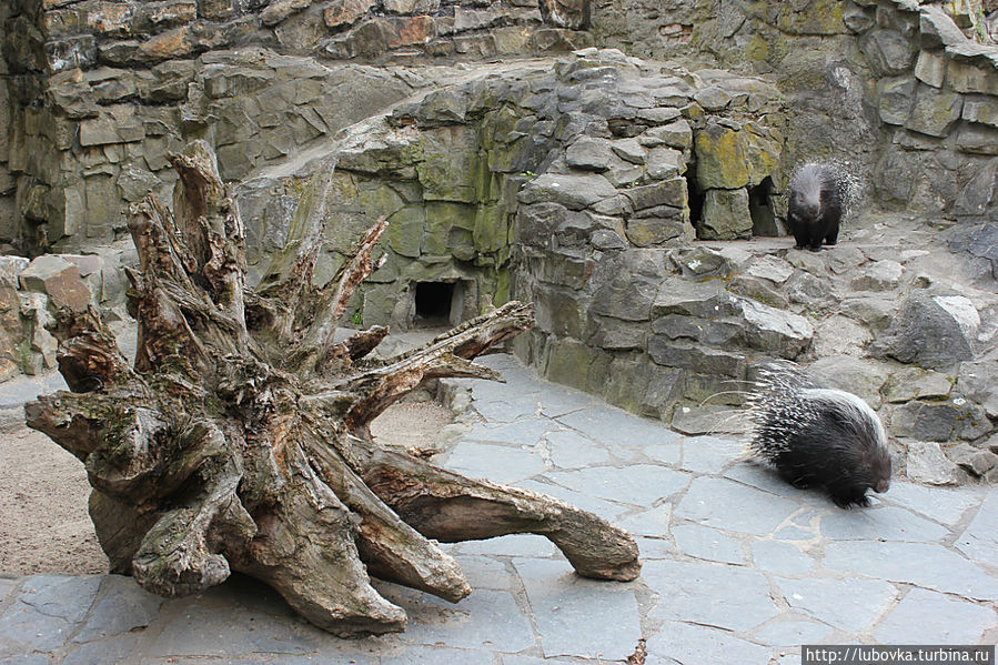 Замечательная коряга подобрана для дикобразов...сама, как дикобраз.