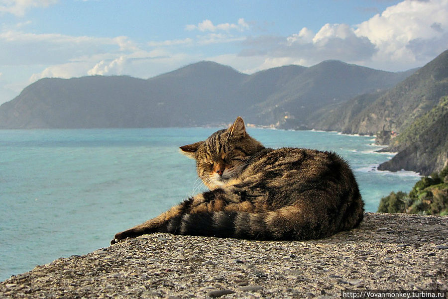 За левым ухом — наверное, даже Монтероссо. :)