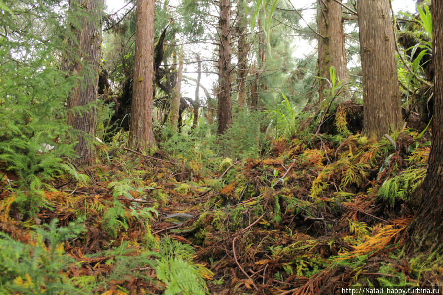 Сердце Реюньона в месте заповедном Салази, Реюньон
