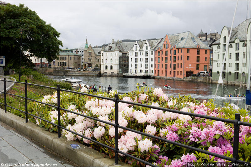 16. В городе много цветов. Климат тут довольно мягкий из-за близкого Гольфстрима, он позволяет расти и пышно цвести этим нежным южным цветам. Олесунн, Норвегия
