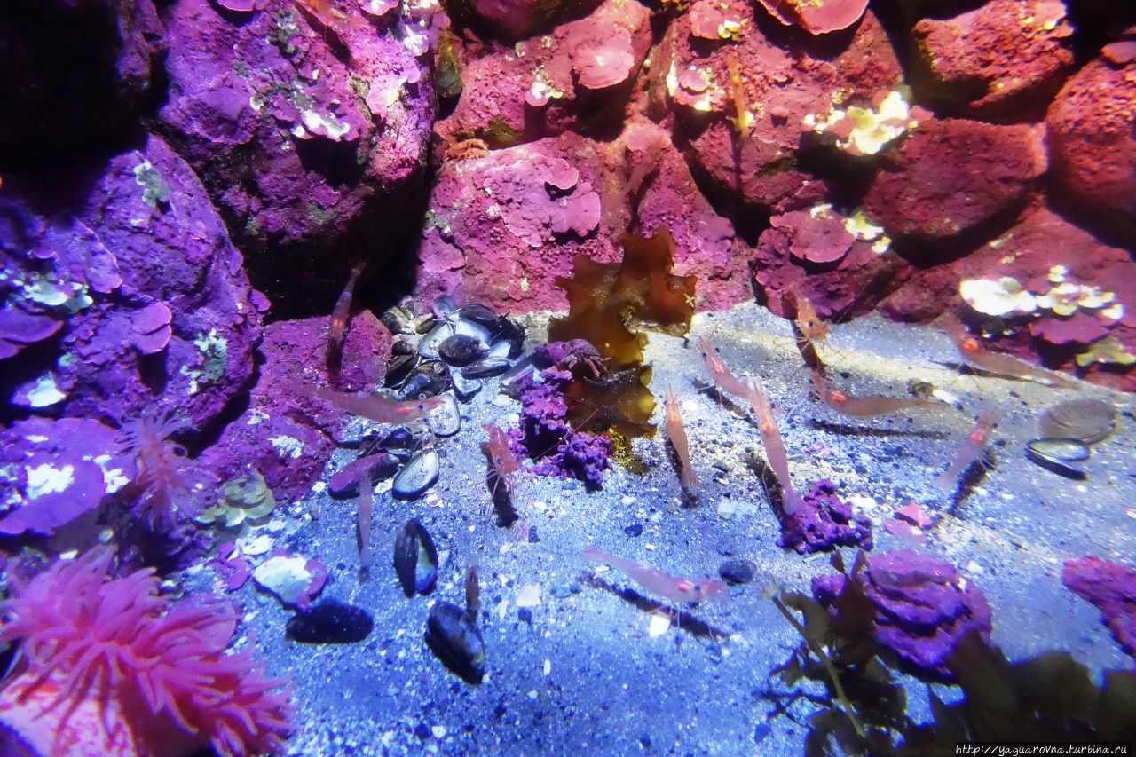 Арктический парк «Полярия» Тромсё, Норвегия Арктический парк «Полярия» Тромсё, Норвегия