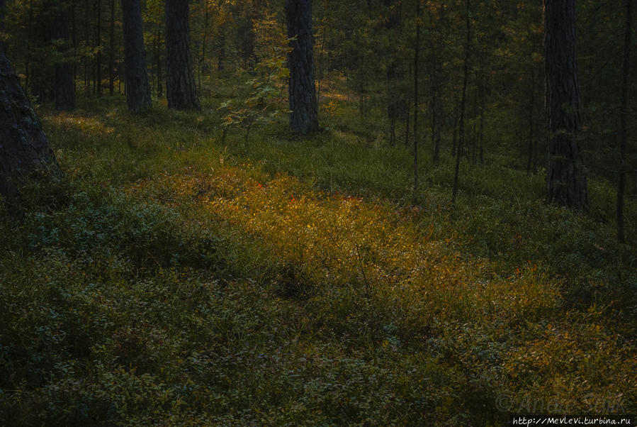 Прогулка в осеннем Лиелупе Юрмала, Латвия