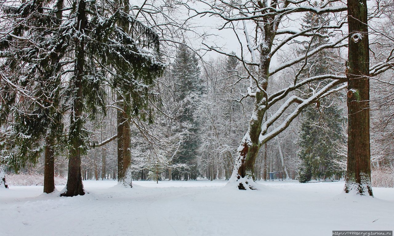 Габитус Ломоносов, Россия