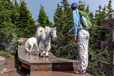 14. Линяющие Снежные козы, официальный символ парка, подошли познакомиться. От угощений вежливо отказались.