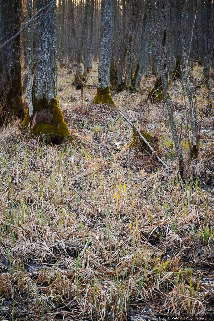 Озеро Слокас Кемери, Латвия