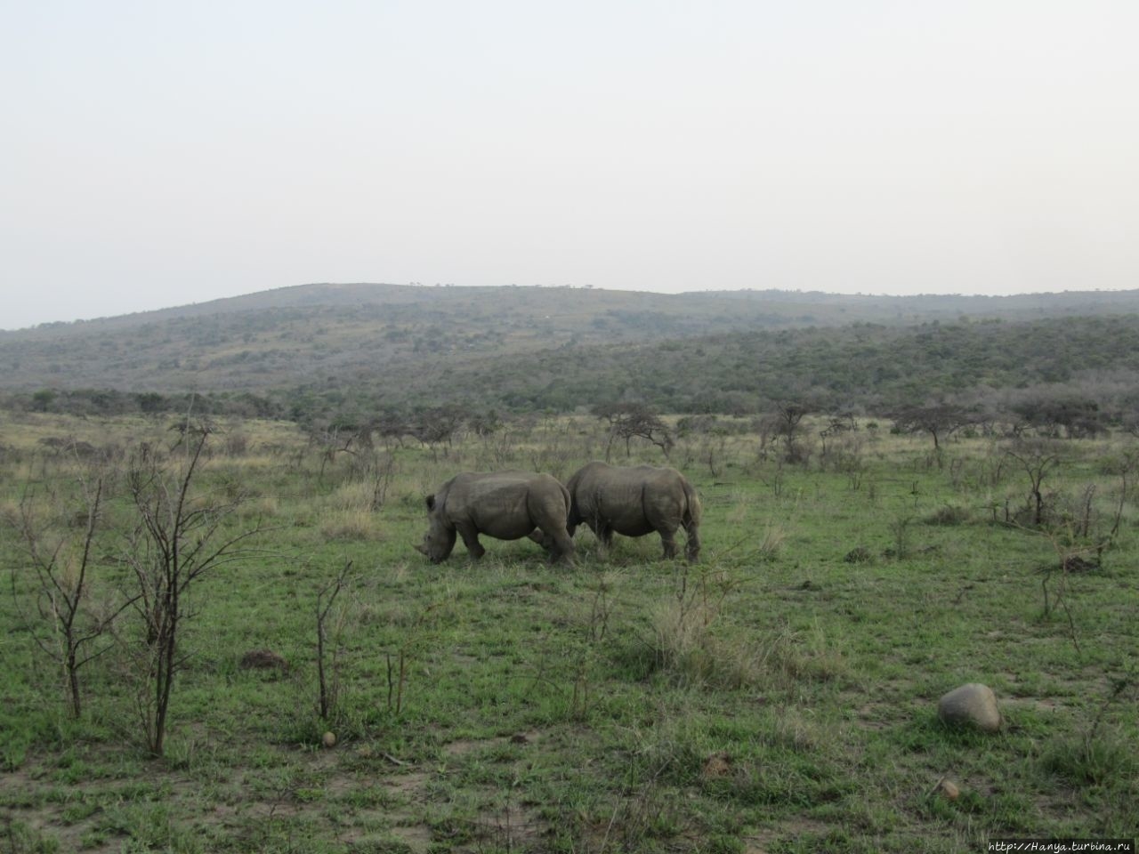 Парк Hluhluwe Imfolozi Game Reserve Шлушлуве-Умфолози Национальный Парк, ЮАР