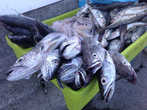 Рыба-сабля (эшпада) на продуктовом рынке в Порту.