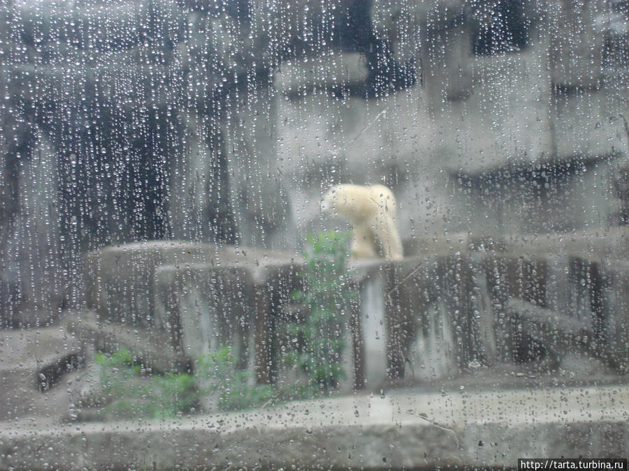 Зоопарк из под зонта Будапешт, Венгрия