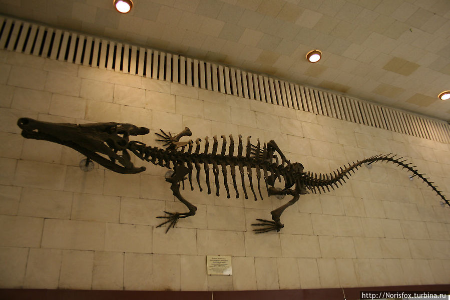 Скелет гигантского пресноводного крокодила Тойотамафимеи, обитавшего 1378 тыс. лет назад, как понятно из названия, в Японии.