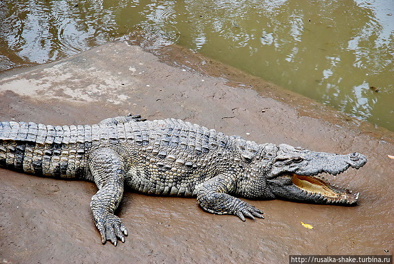А-а, крокодилы и питоны... Лонгсюен, Вьетнам