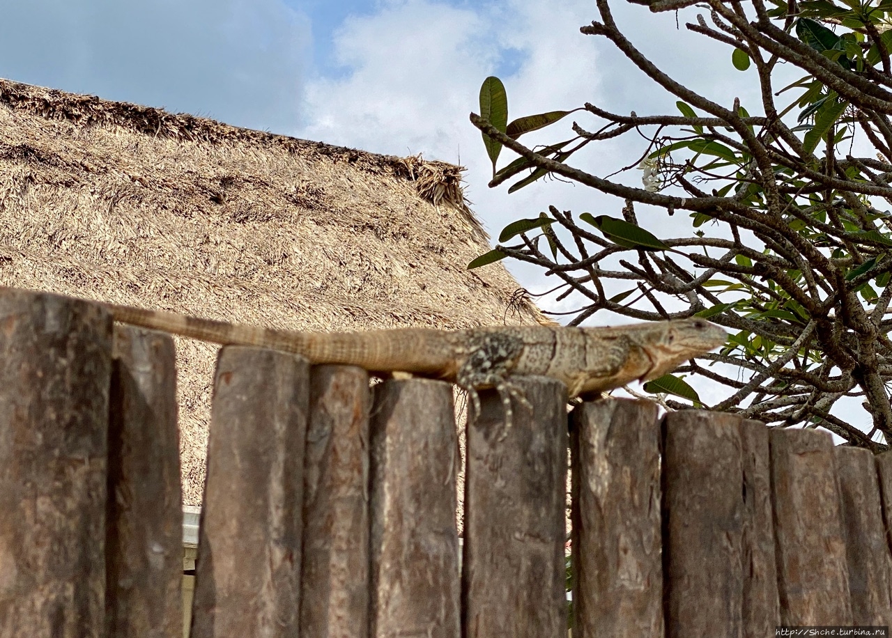 Игуаны Хопкинс, Белиз