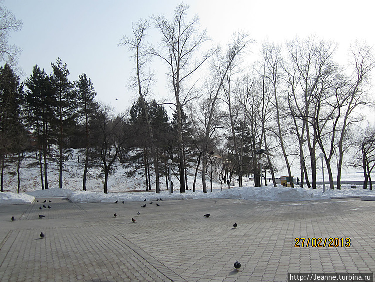 городские голуби в парке.