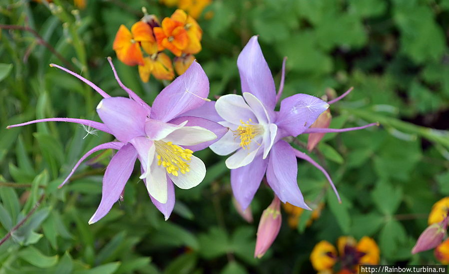 Нет страны прекрасней Чили