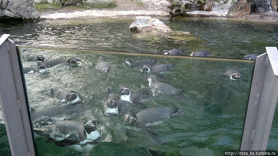 Венский зоопарк зимой Вена, Австрия