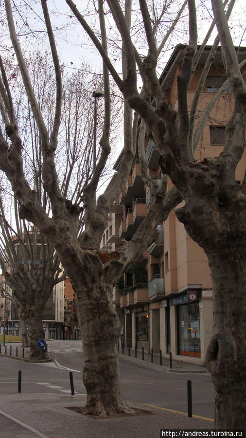 Платановые деревья в Жироне Барселона, Испания