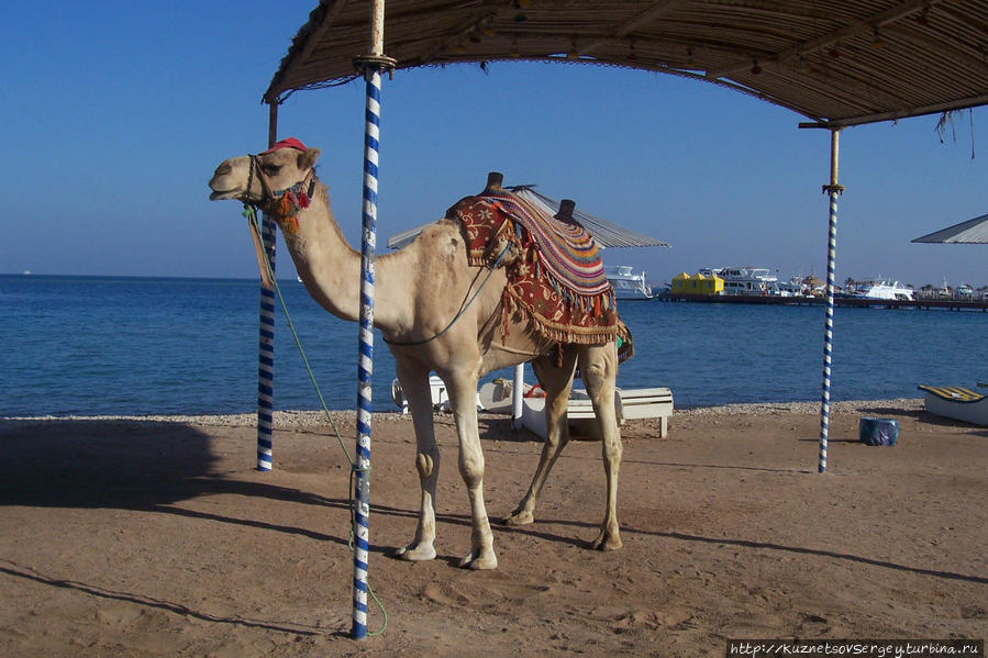 Верблюд Феликс Хургада, Египет