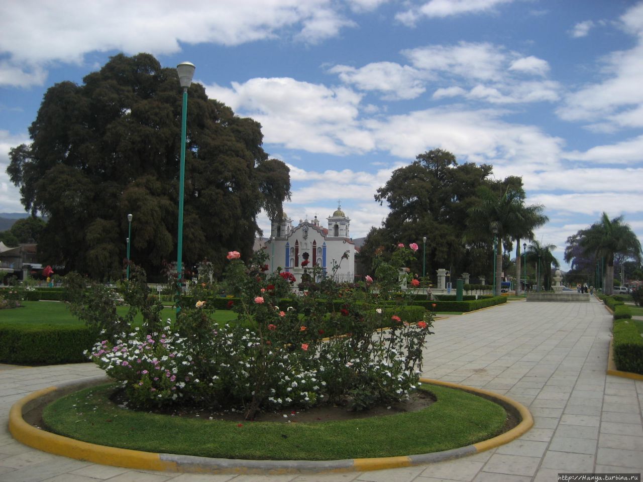 Болотный кипарис Арболь де Туле Санта-Мария-дель-Туле, Мексика
